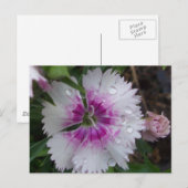 PINKDIANTHIE BRIEFKAART (Voorkant / Achterkant)