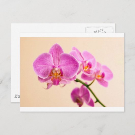 Pinke Orchide Briefkaart (Voorkant / Achterkant)