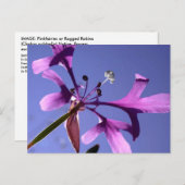 PINKFAIRIES BRIEFKAART (Voorkant / Achterkant)