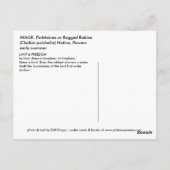 PINKFAIRIES BRIEFKAART (Achterkant)