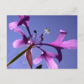 PINKFAIRIES BRIEFKAART (Voorkant)