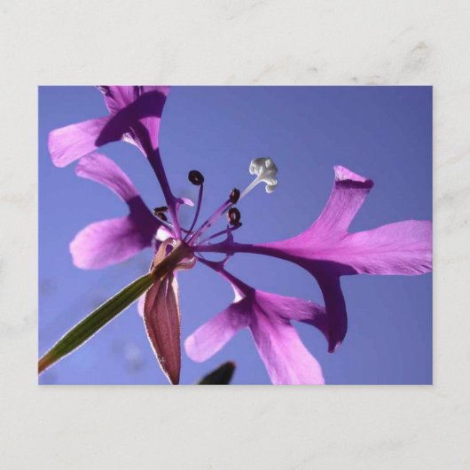 PINKFAIRIES BRIEFKAART (Voorkant)