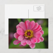 Pinkflower Briefkaart (Voorkant / Achterkant)