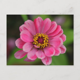 Pinkflower Briefkaart