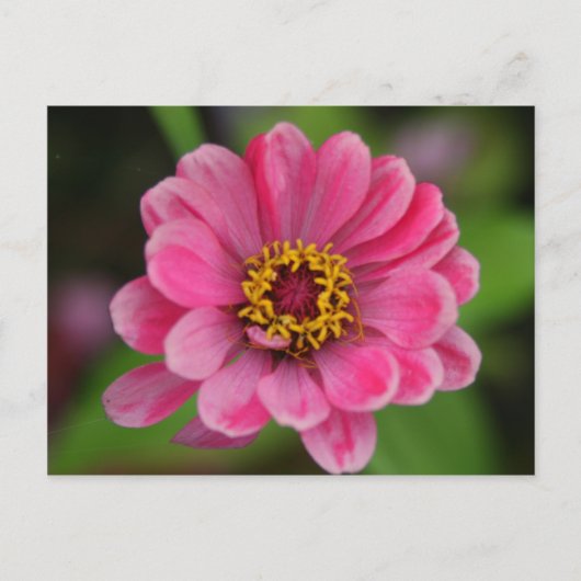 Pinkflower Briefkaart (Voorkant)