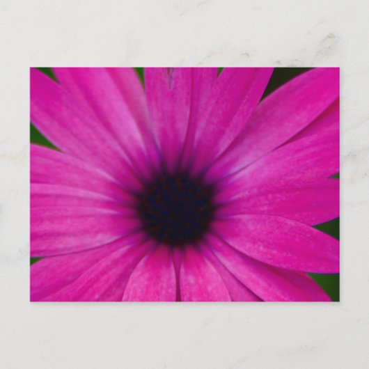 Pinkflower Briefkaart (Voorkant)