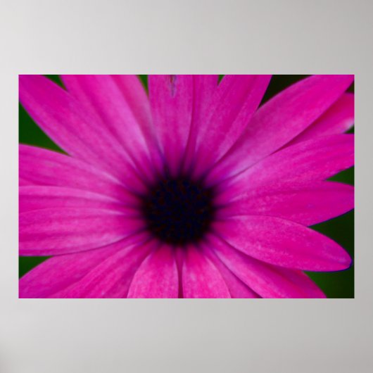 Pinkflower Poster (Voorkant)