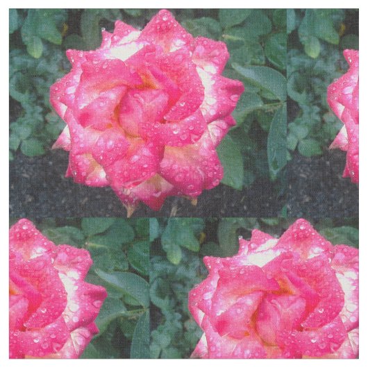 PINKROSSEN EN RAINDROPS STOF (Close Up)