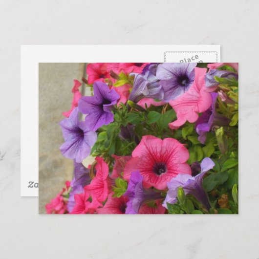 Pinks Briefkaart (Voorkant / Achterkant)