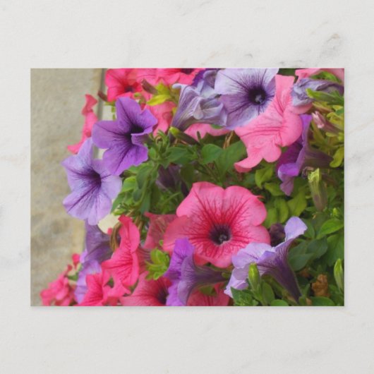 Pinks Briefkaart (Voorkant)