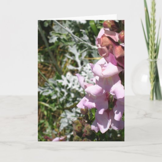 Pinks! Wenskaart Kaart (Voorkant)