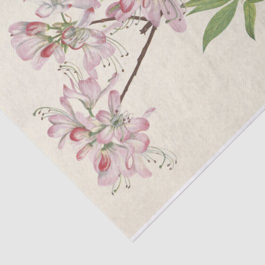 Pinkshell Azalea van Mary Vaux Walcott Tissuepapier (Detail)