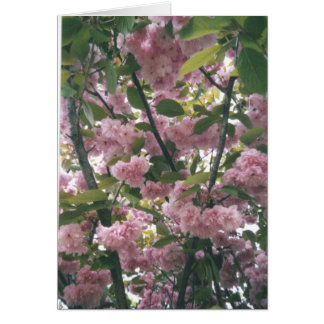 pinkspringbomen 001