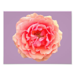 Pinky Kodak Professioneel fotopapier (Satin) Foto Afdruk