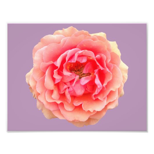 Pinky Kodak Professioneel fotopapier (Satin) Foto Afdruk (Voorkant)