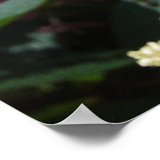 Pinky Winky Hydrangea Flowering Shrub Poster (Hoek)