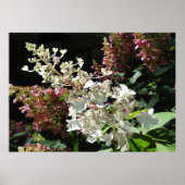 Pinky Winky Hydrangea Flowering Shrub Poster (Voorkant)
