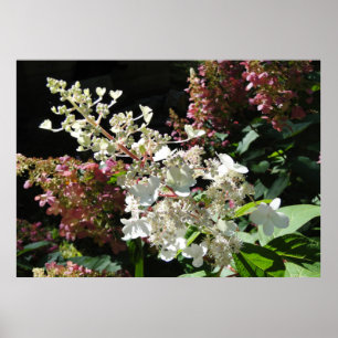 Pinky Winky Hydrangea Flowering Shrub Poster