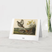 Pinnated Grouse (Grous) Audubon's Birds of America Kaart (Achterkant)