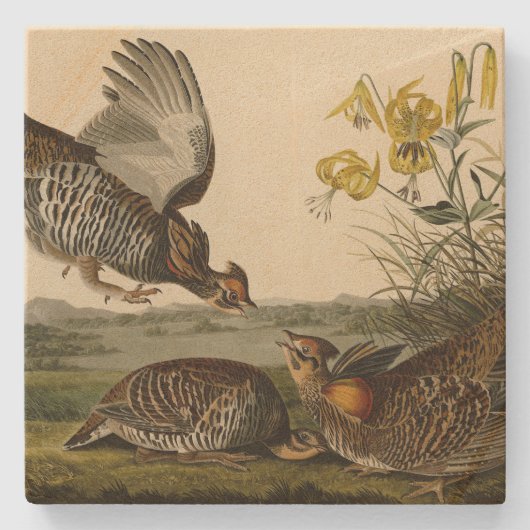 Pinnated Grouse (Grous) Audubon's Birds of America Stenen Onderzetter (Voorkant)