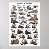 Pinnipeds van de wereld poster (Voorkant)