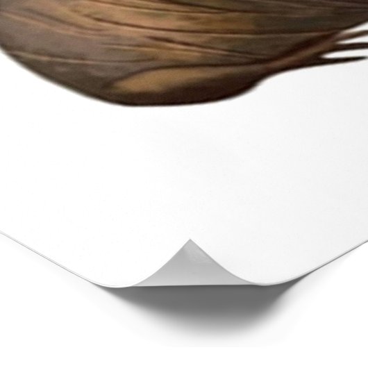 Pinnipeds van de wereld poster (Hoek)