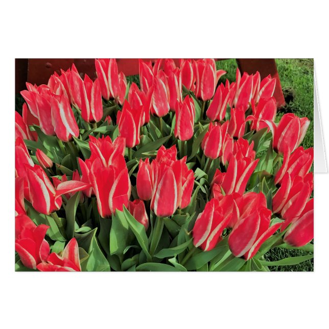 Pinocchio Tulips (Voorkant Horizontaal)