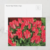 Pinocchio Tulips Briefkaart (Voorkant / Achterkant)