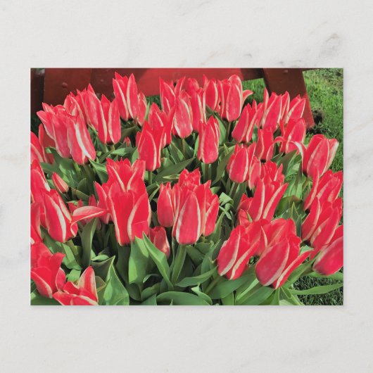 Pinocchio Tulips Briefkaart (Voorkant)