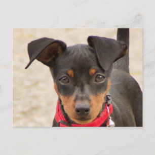pinscher-black & rust briefkaart