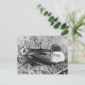 Pintail Drake Black en White Briefkaart (Staand voorkant)