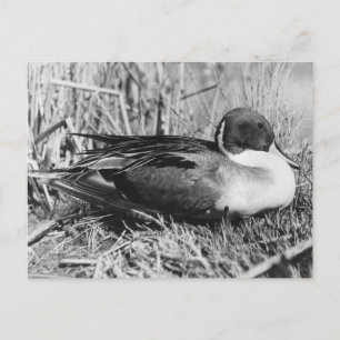 Pintail Drake Black en White Briefkaart