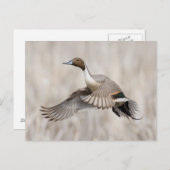 Pintail Drake Taking Flight Briefkaart (Voorkant / Achterkant)