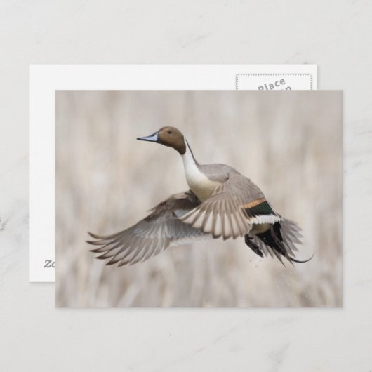 Pintail Drake Taking Flight Briefkaart (Voorkant / Achterkant)