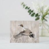 Pintail Drake Taking Flight Briefkaart (Staand voorkant)