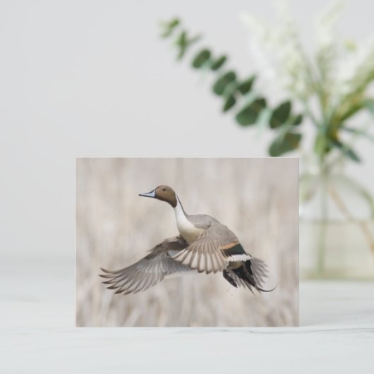 Pintail Drake Taking Flight Briefkaart (Staand voorkant)