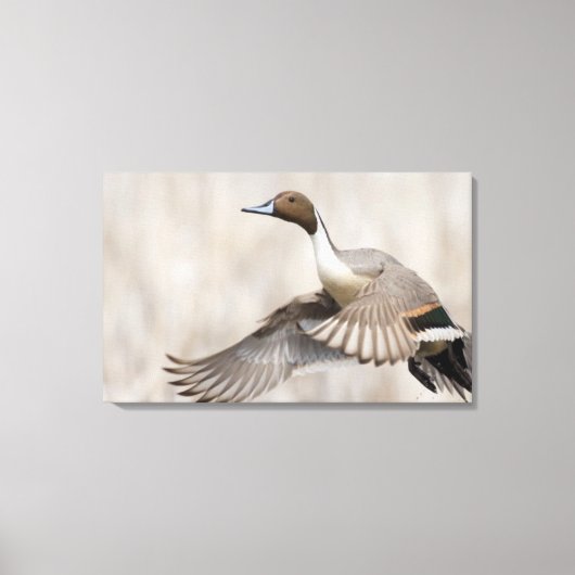 Pintail Drake Taking Flight Canvas Afdruk (Voorkant)