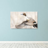 Pintail Drake Taking Flight Canvas Afdruk (Insitu (Houten vloer))