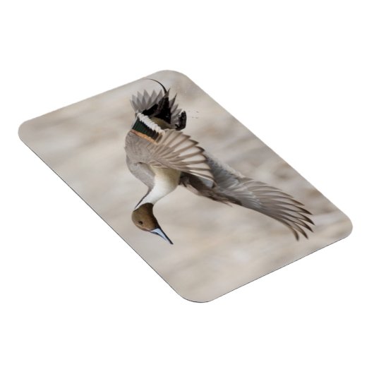 Pintail Drake Taking Flight Magneet (Rechterzijde)