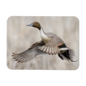 Pintail Drake Taking Flight Magneet (Horizontaal)