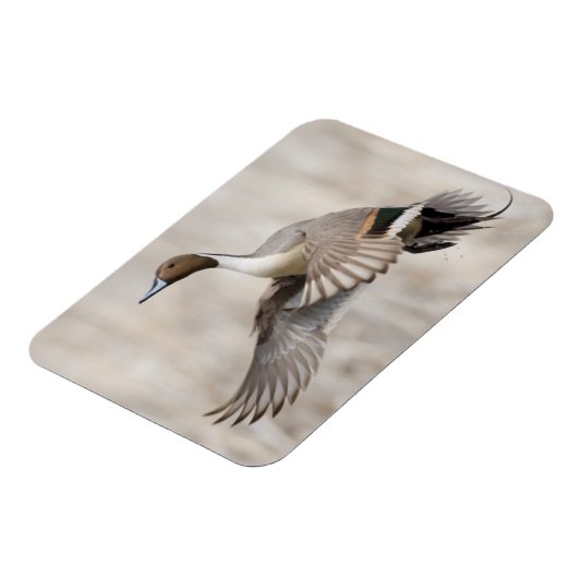 Pintail Drake Taking Flight Magneet (Linkerzijde)