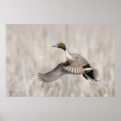 Pintail Drake Taking Flight Poster (Voorkant)