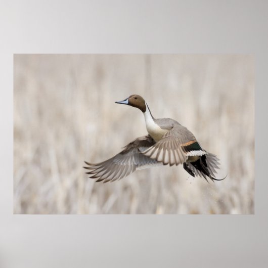 Pintail Drake Taking Flight Poster (Voorkant)