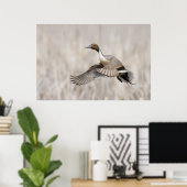 Pintail Drake Taking Flight Poster (Thuiskantoor)