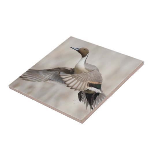 Pintail Drake Taking Flight Tegeltje (Zijkant)