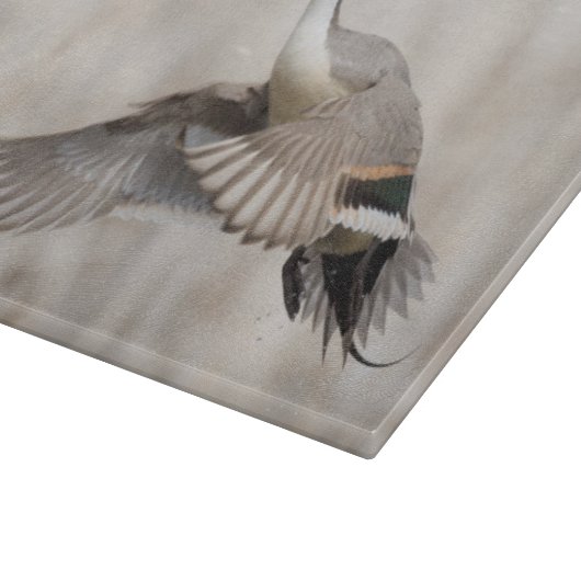 Pintail Drake vliegt Snijplank (Hoek)