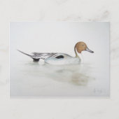 Pintail Duck 2011 Briefkaart (Voorkant)