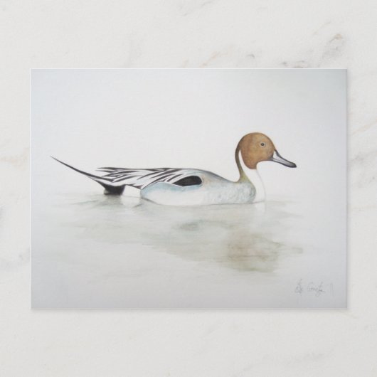 Pintail Duck 2011 Briefkaart (Voorkant)