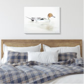 Pintail Duck 2011 Canvas Afdruk (Insitu (Slaapkamer))