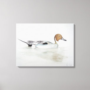 Pintail Duck 2011 Canvas Afdruk